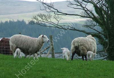 Mothers Bleating